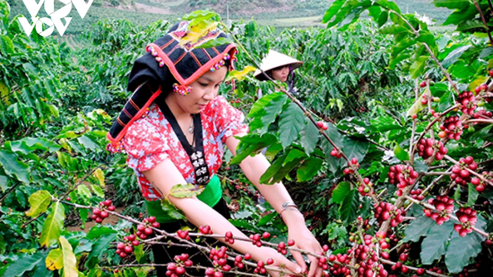 Sơn La xuất khẩu hơn 17.000 tấn cà phê trong 3 tháng qua
