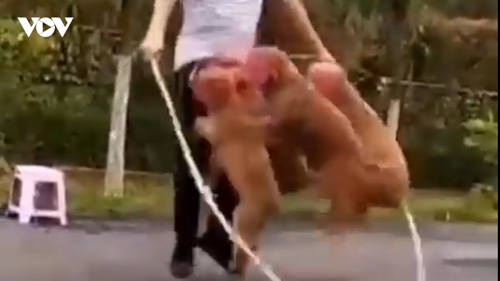 Chó nhảy dây cùng những khoảnh khắc đáng yêu khác của mèo và cún