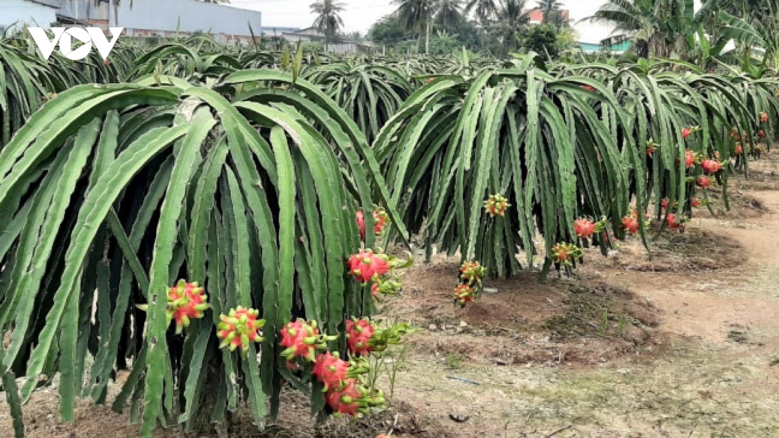 Mô hình liên kết làm thay đổi tư duy sản xuất của nhà vườn