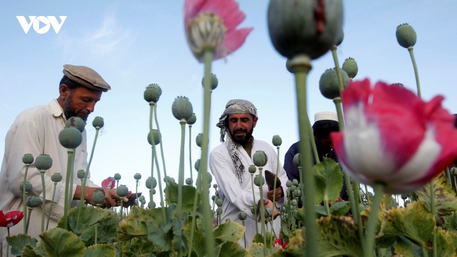 Heroin từ Afghanistan tiếp tục đổ ra thị trường toàn cầu, nguy cơ khủng bố ma túy
