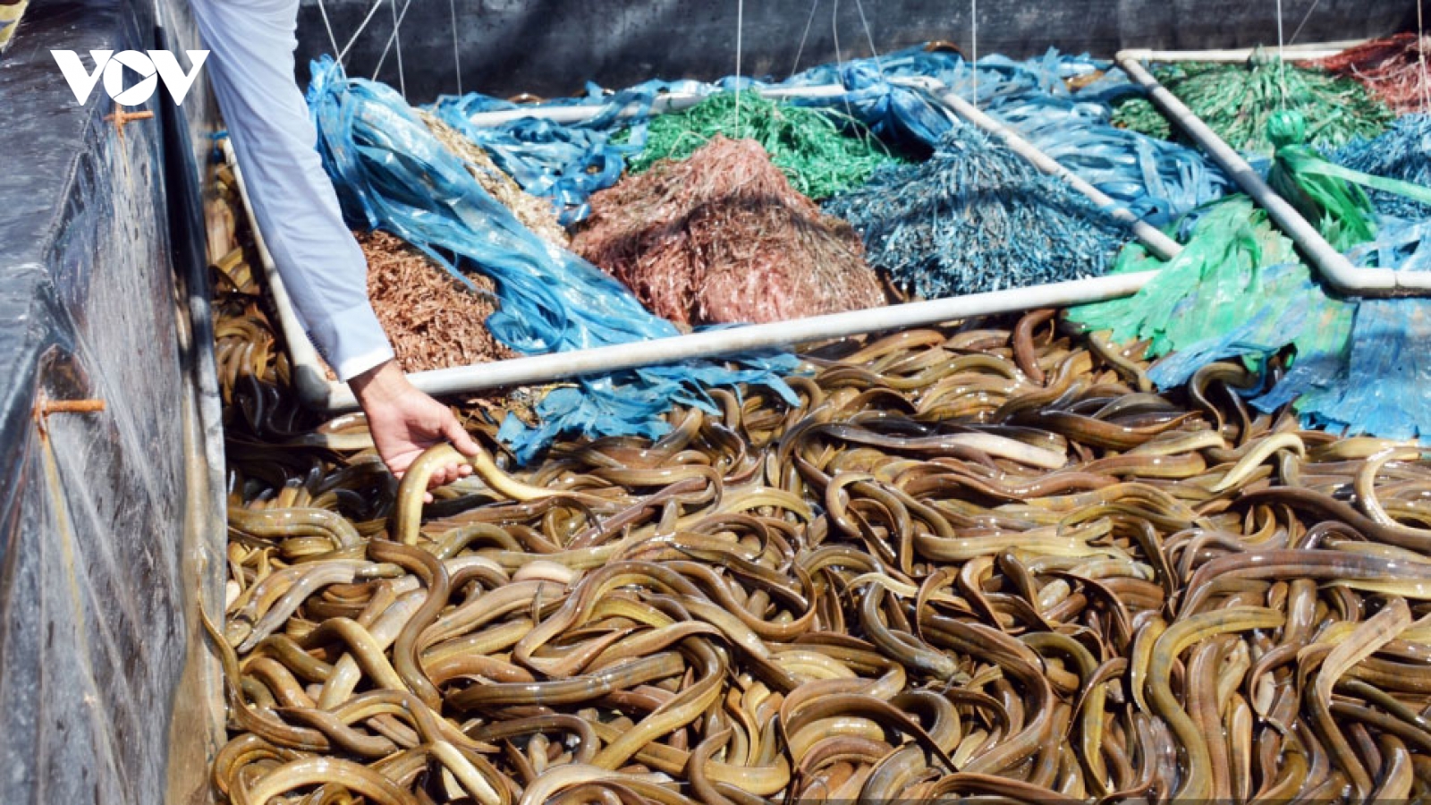 Nuôi lươn không bùn trong bể xi măng thu lời cả trăm triệu đồng