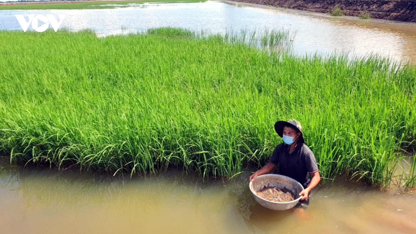 Bỏ túi hàng tỷ đồng từ mô hình nuôi cá linh và tôm càng xanh