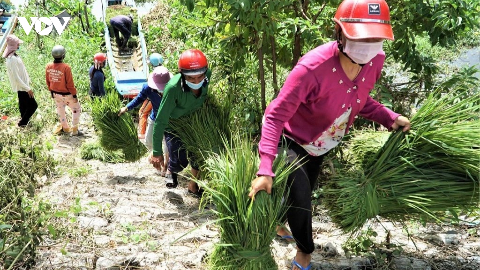 Phiên chợ kỳ lạ nhất miền Tây, chỉ buôn bán cỏ dại mà đắt như tôm tươi