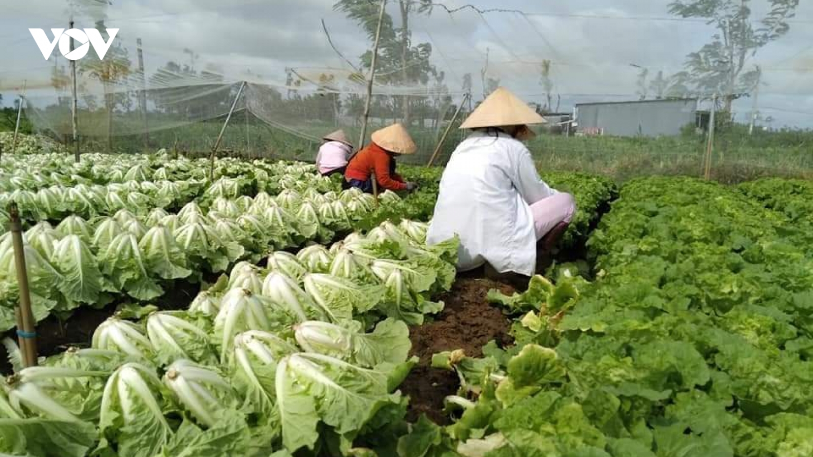 Rau xanh sốt giá, nông dân Tiền Giang lãi to