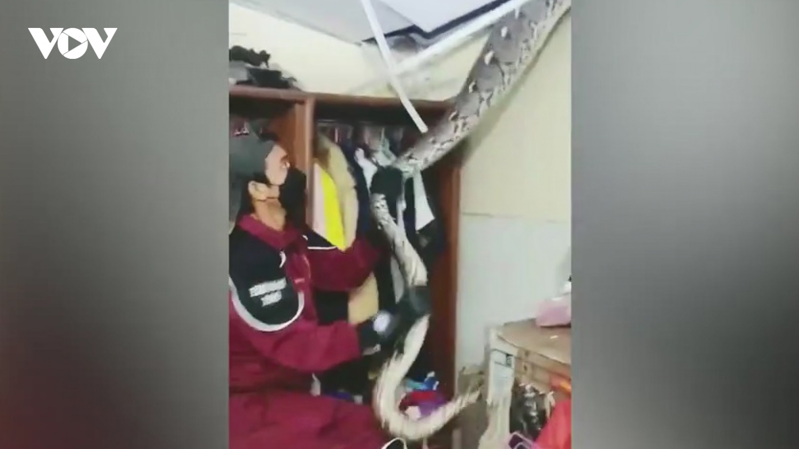 Hãi hùng con trăn ẩn nấp ở ngay trần nhà sau khi ăn thịt mèo cưng