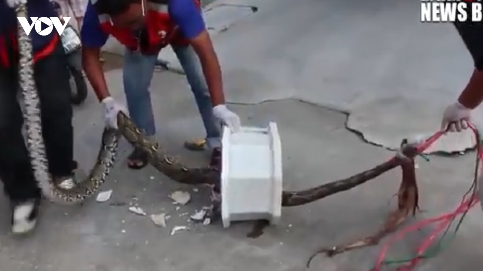 Kinh hãi trăn bất ngờ chui lên từ bồn cầu, tấn công người ở Thái Lan