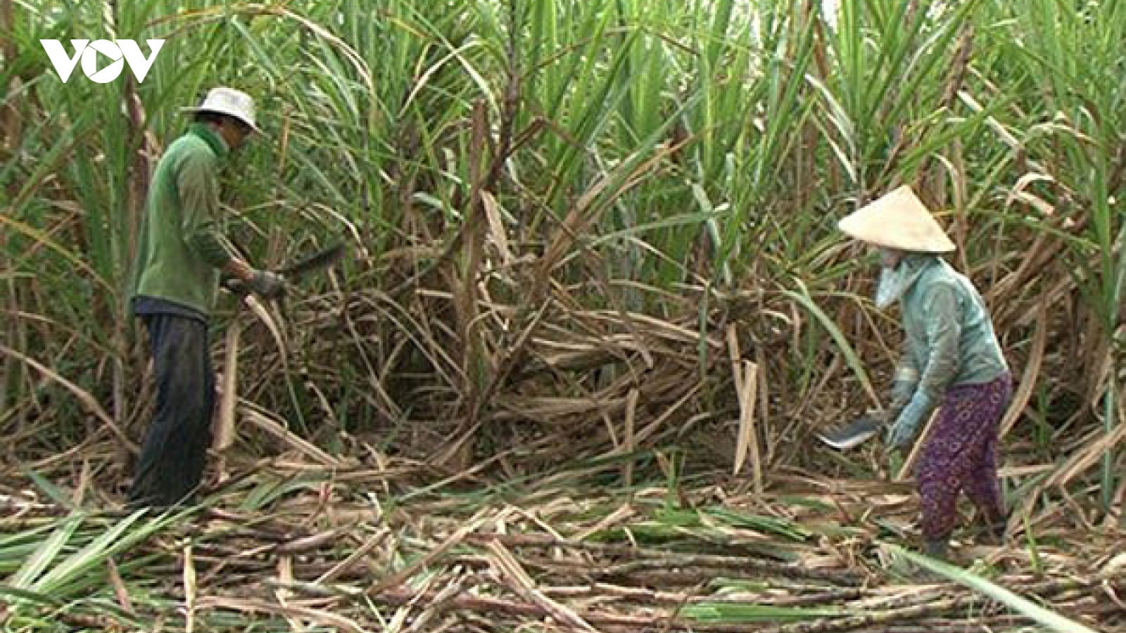 Nông dân Sơn La phấn khởi mở rộng diện tích trồng khi mía được giá