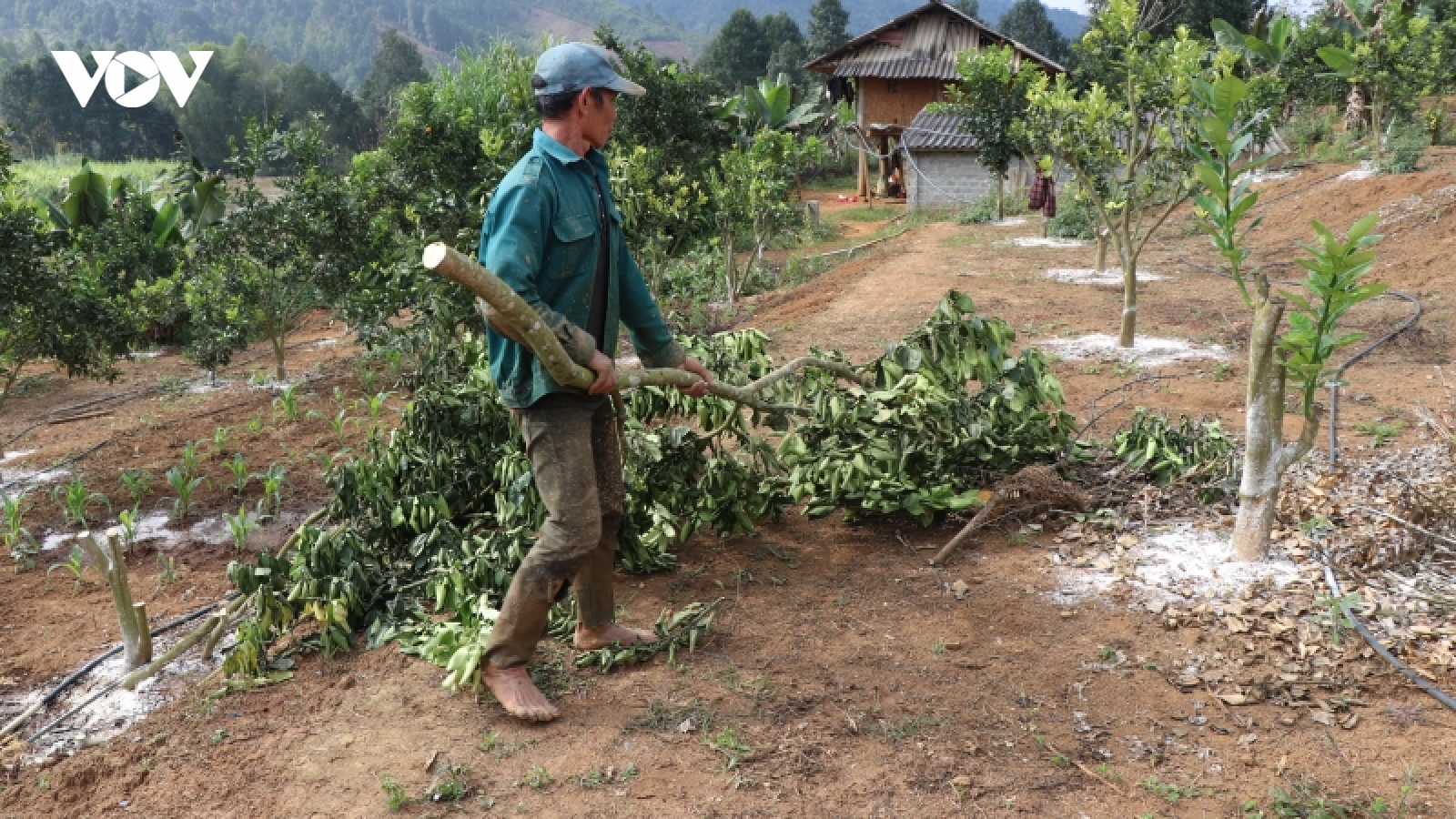 Vụ bưởi da xanh cho ra quả vỏ vàng, UBND huyện Mường Ảng yêu cầu khắc phục cho chủ vườn