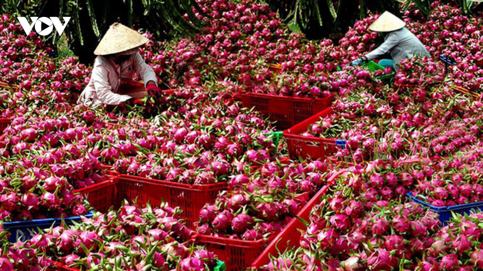 Trung Quốc ngừng nhập khẩu thanh long Việt Nam