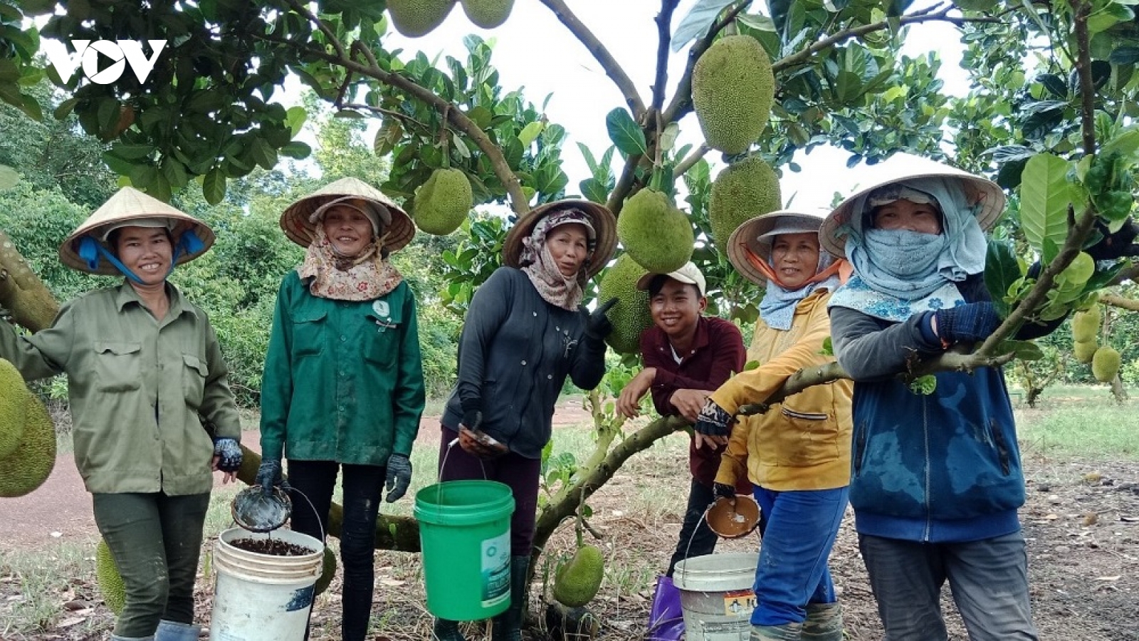 Nhiều hợp tác xã nông nghiệp tìm được đơn hàng mới