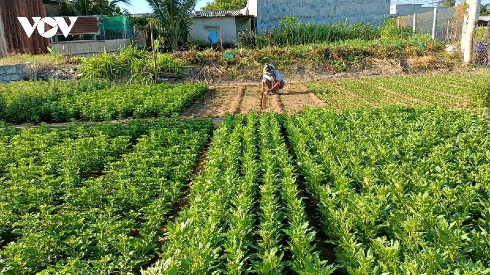 Nông dân trồng hoa, rau màu ở Ninh Thuận thấp thỏm lo "đói" vụ Tết