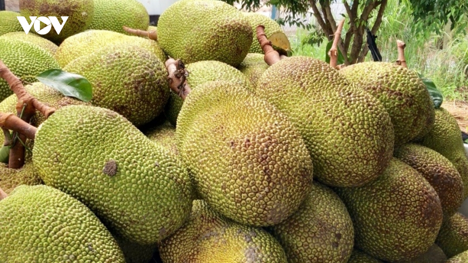 Giá mít Thái ở ĐBSCL đã xuống 4.000/kg nhưng rất khó tiêu thụ
