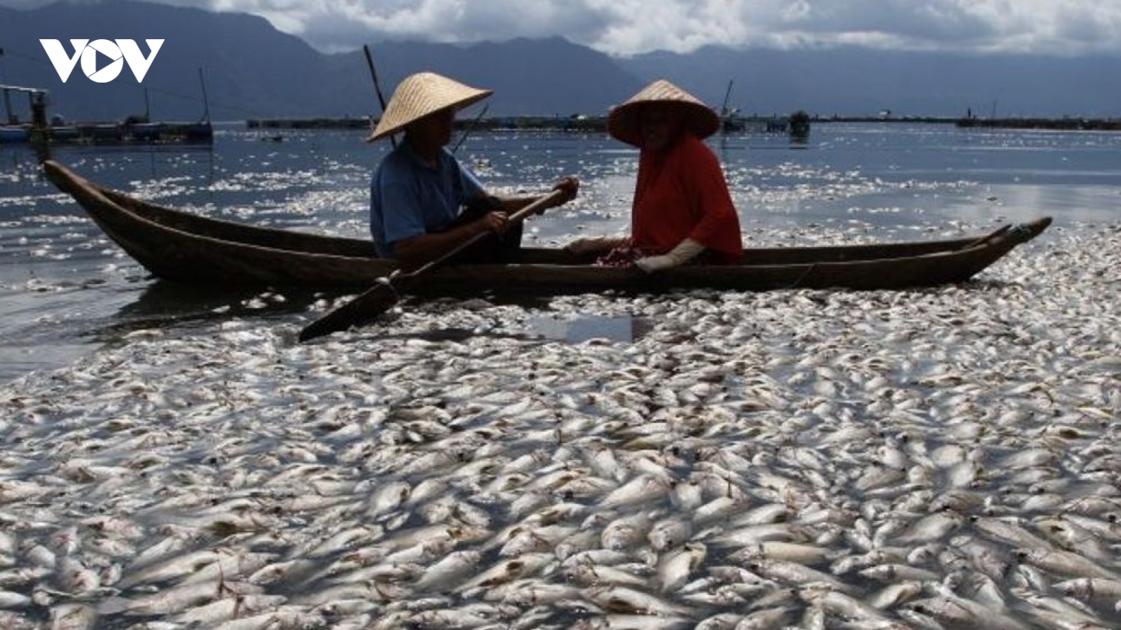 Giải mã vụ hàng trăm nghìn tấn cá chết nổi trên hồ núi lửa tại Indonesia