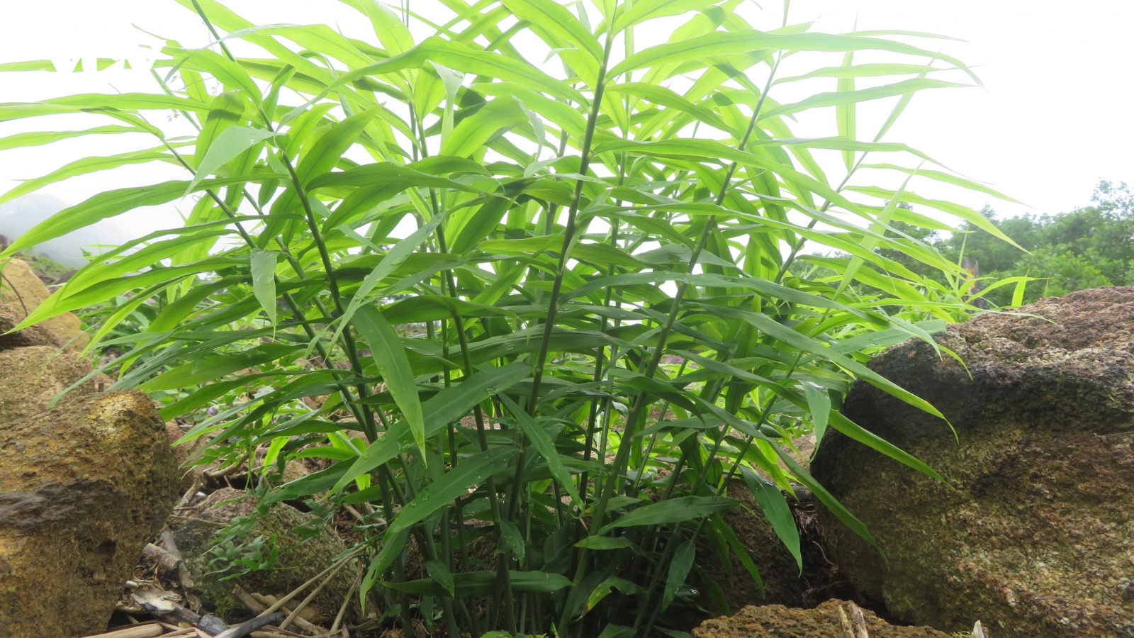 Cây dược liệu mang tới cơ hội thoát nghèo cho vùng cao Quảng Ngãi