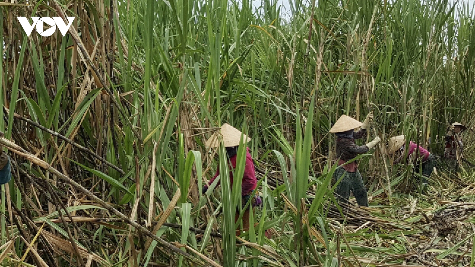 Nông dân Hậu Giang phấn khởi vì vụ mía được giá