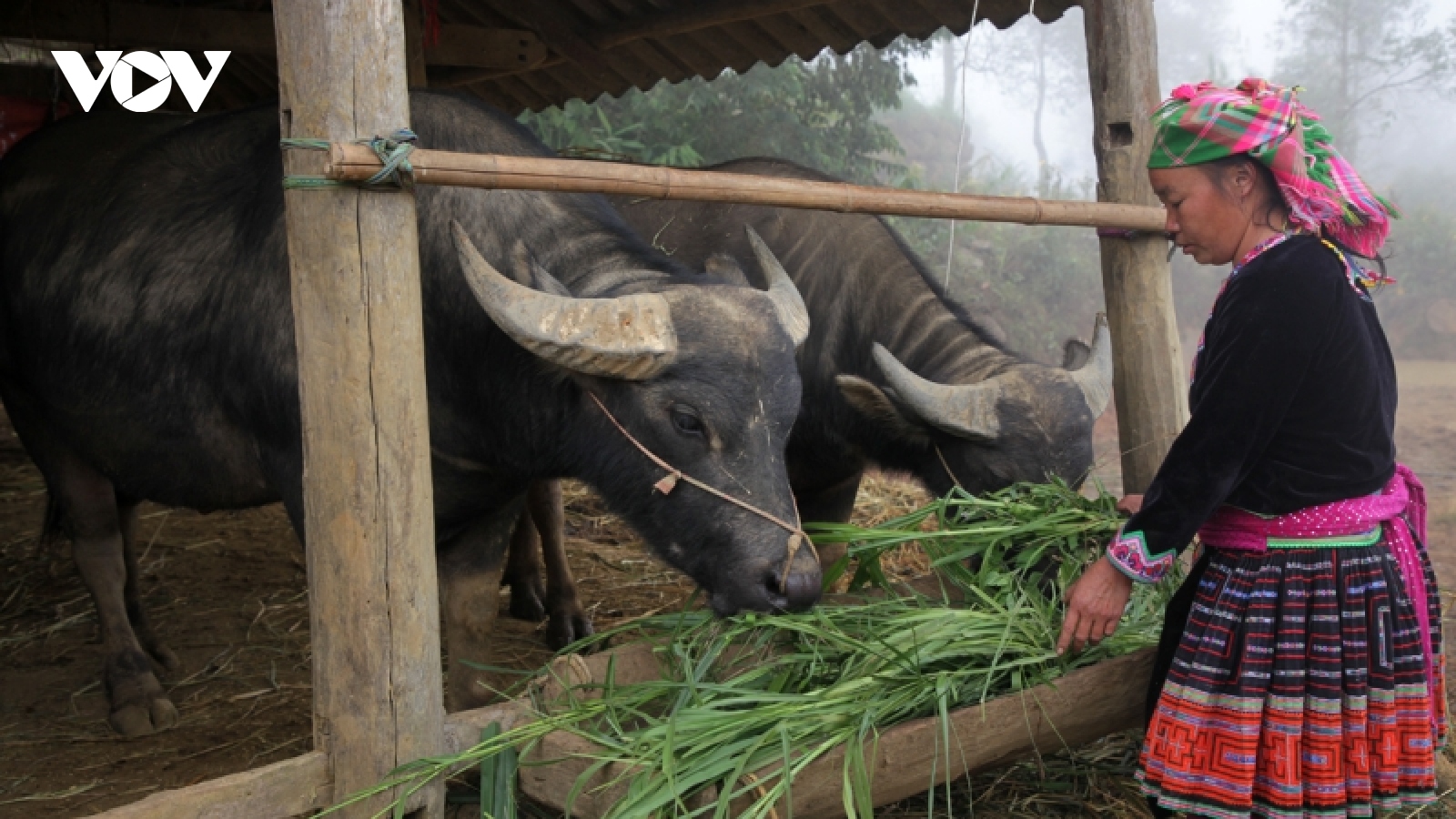 Chống rét cho đàn gia súc ở Lai Châu khi nhiệt độ xuống thấp