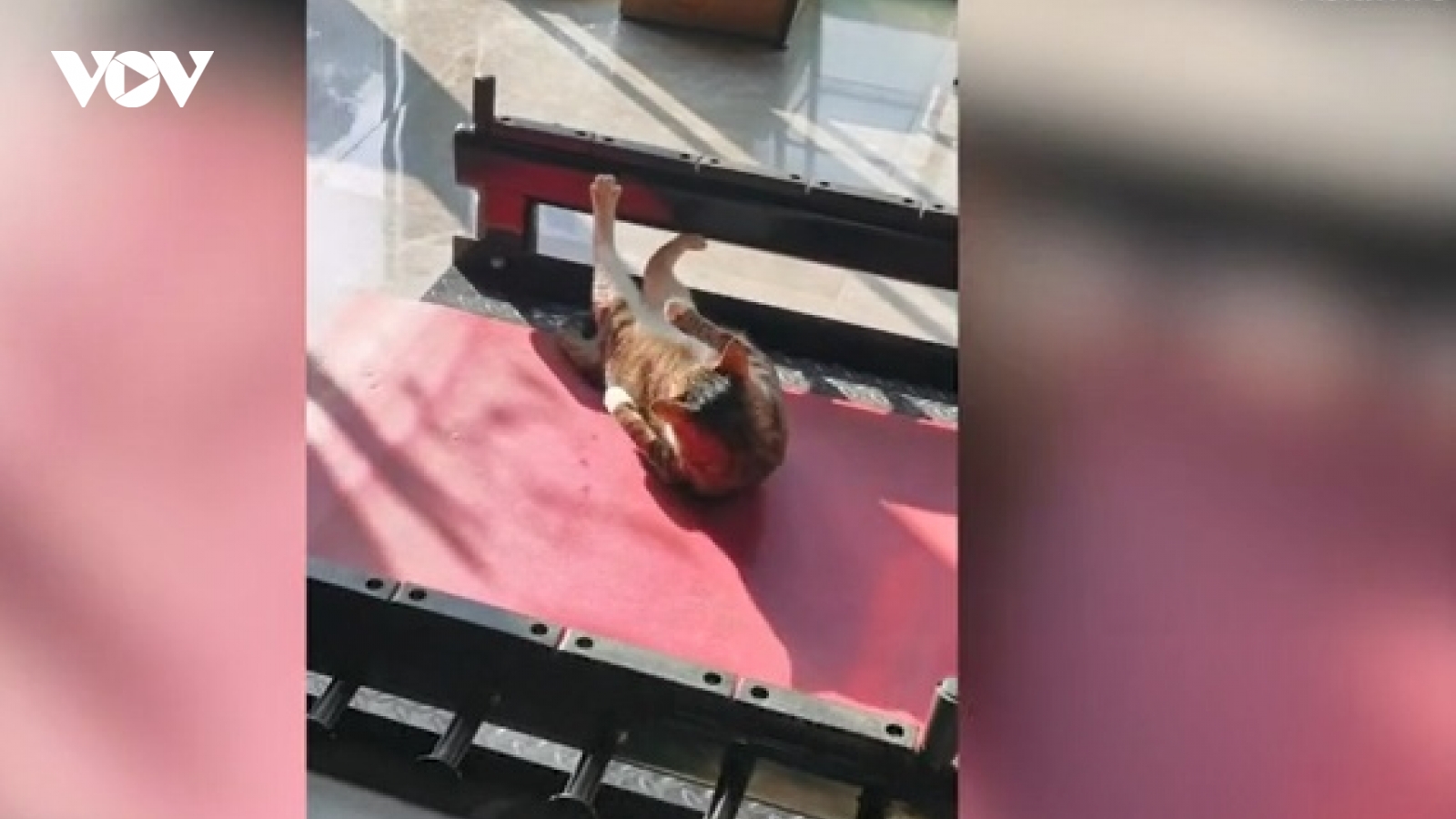 Chú mèo đam mê tập gym với động tác gập bụng