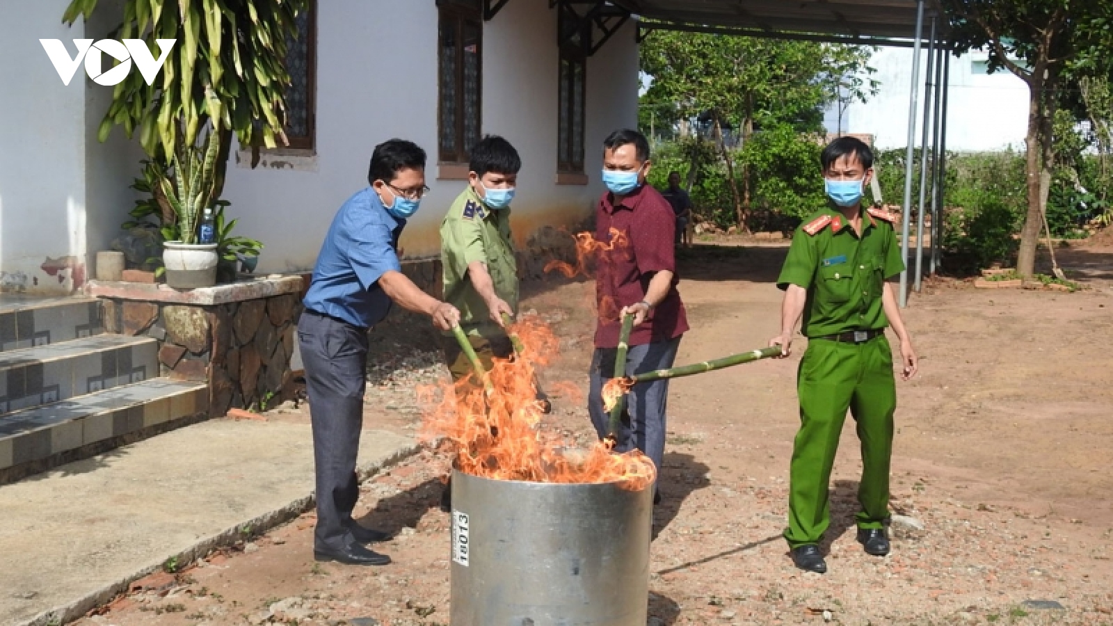 Sâm Ngọc Linh giả như thật và câu chuyện thật - giả chưa có hồi kết