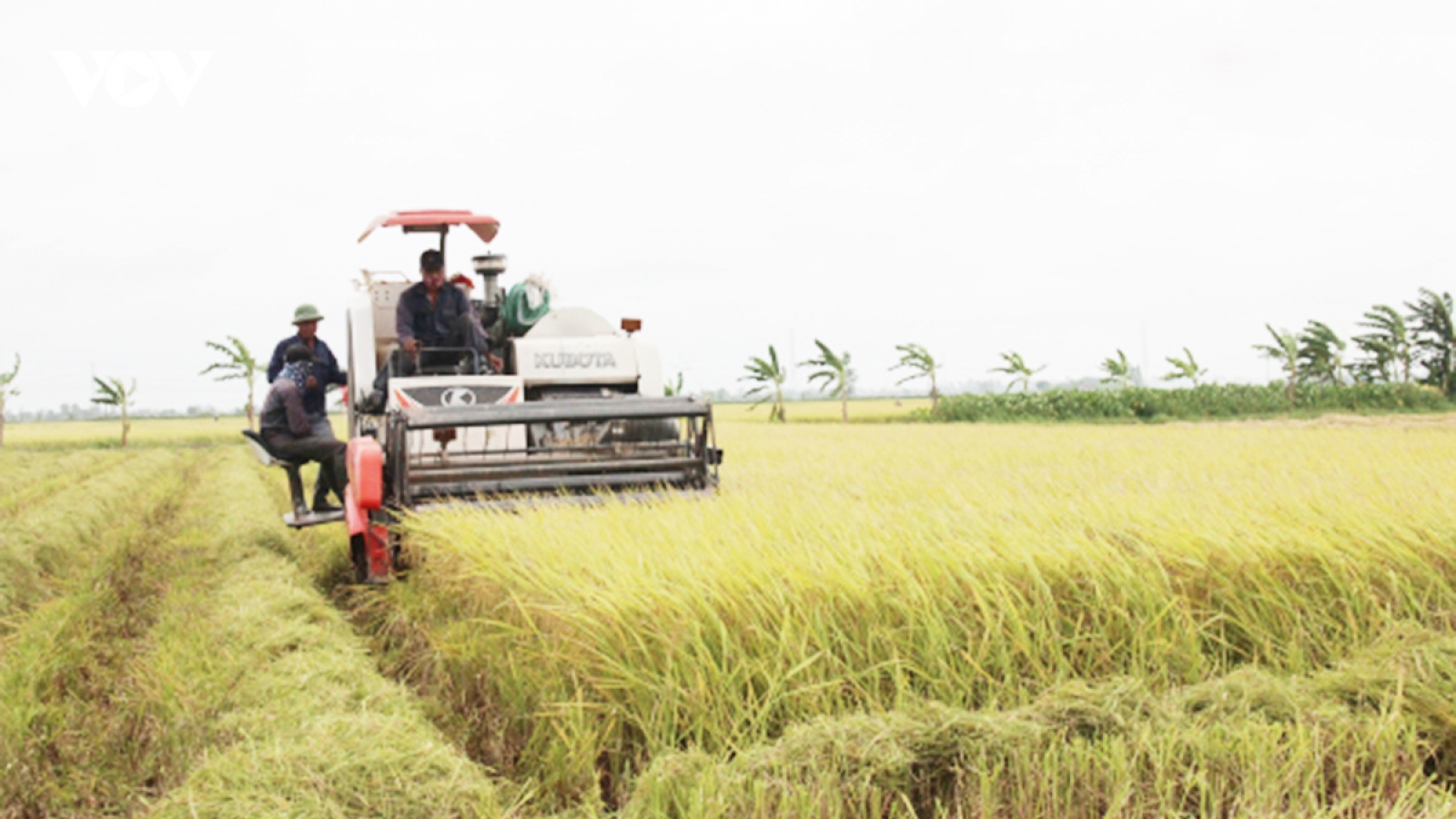 Mô hình Hợp tác xã liên kết chứng tỏ hiệu quả kinh tế ở Thái Bình