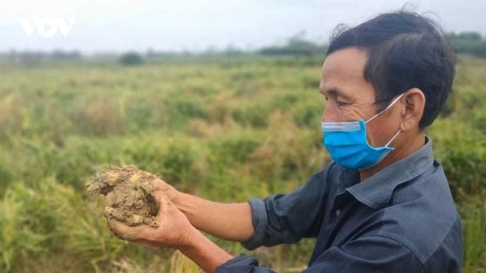 Nông dân Quảng Nam lao đao vì gừng bị chết cây, thối củ