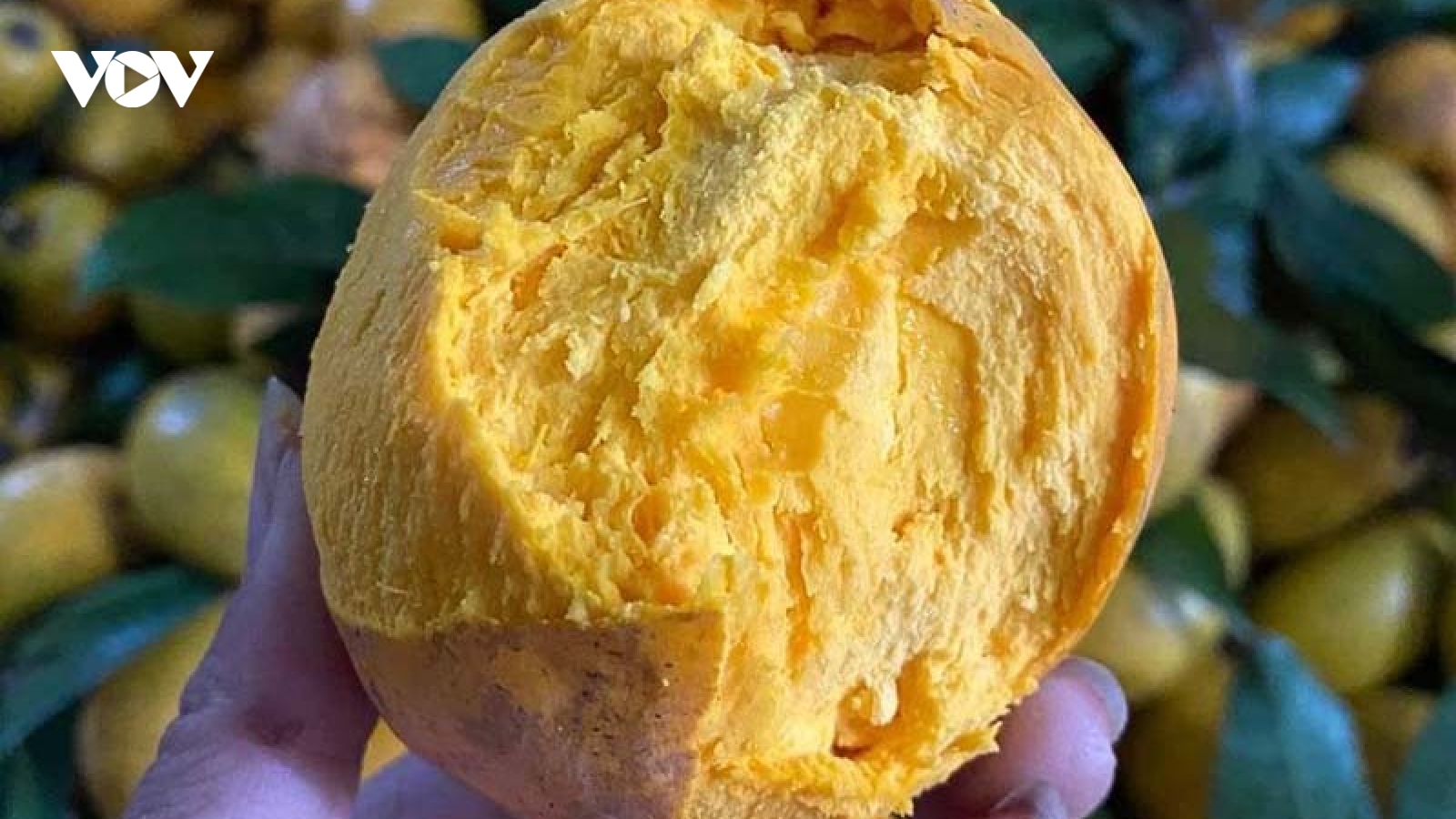“Siêu thực phẩm” có giá 1,5 triệu đồng/kg trên Amazon mà ở Việt Nam chỉ 15.000 đồng