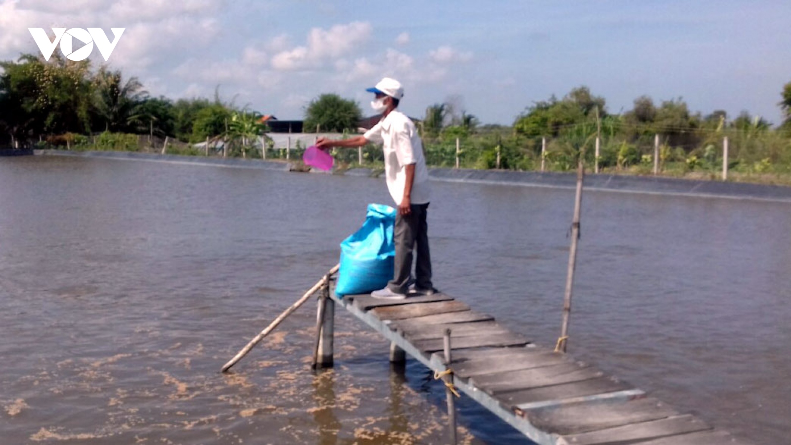 Trang trại cá "khủng" giúp lão nông miền Tây thu về tiền tỷ