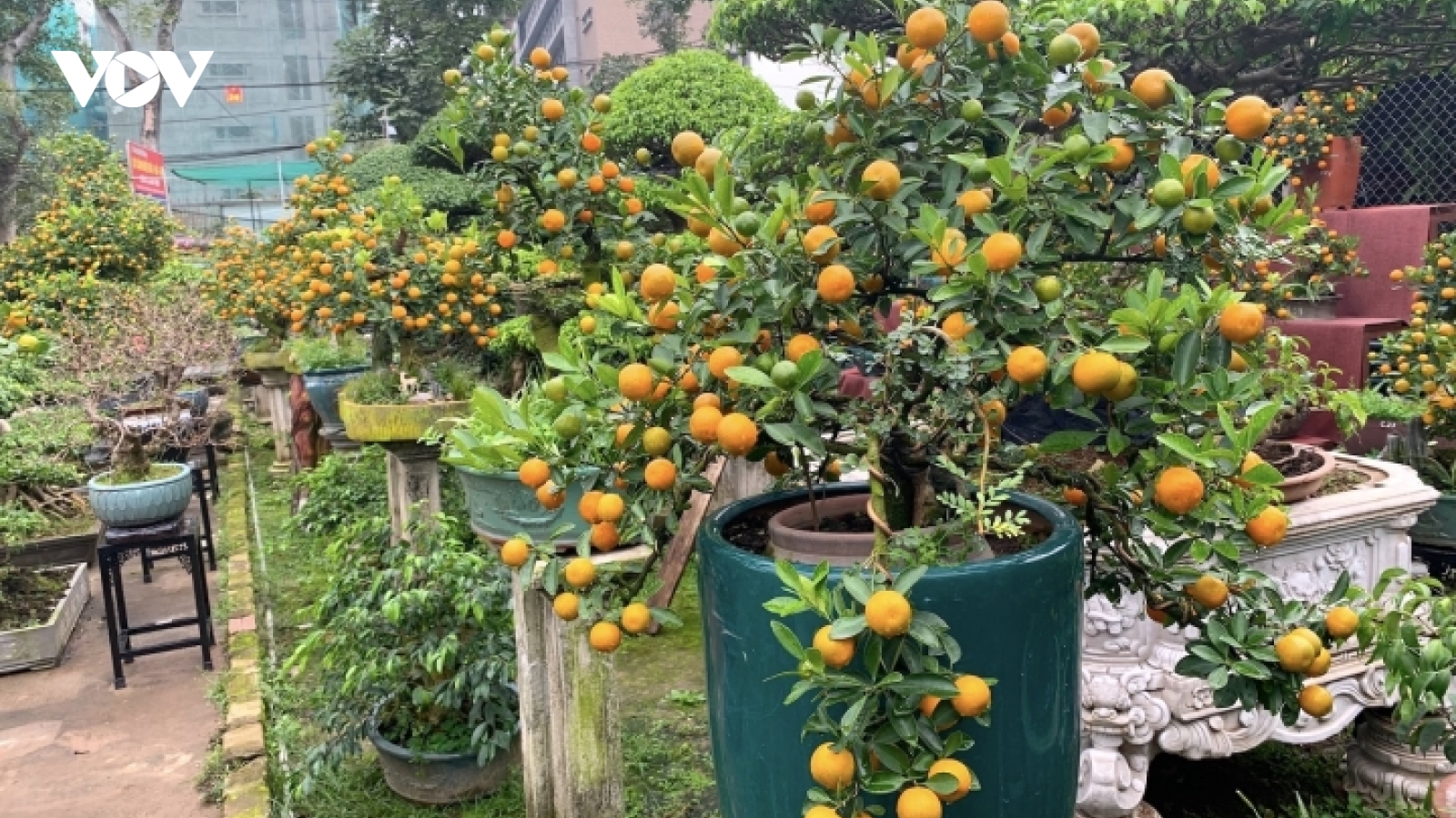 Hàng độc lạ chơi Tết Nhâm Dần: Quất thân siêu to, giá trăm triệu đồng