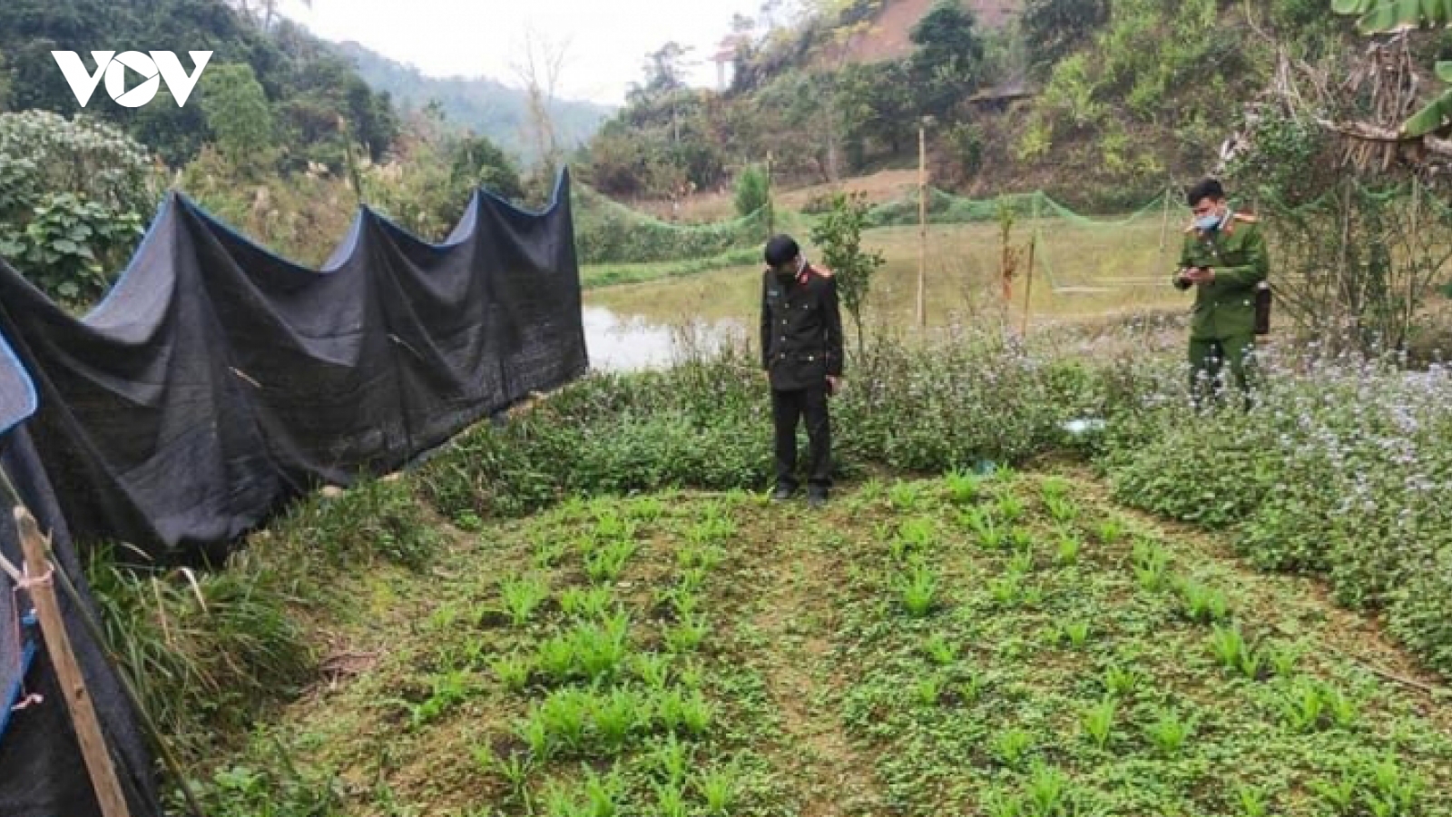 Trồng thuốc phiện trong vườn rau