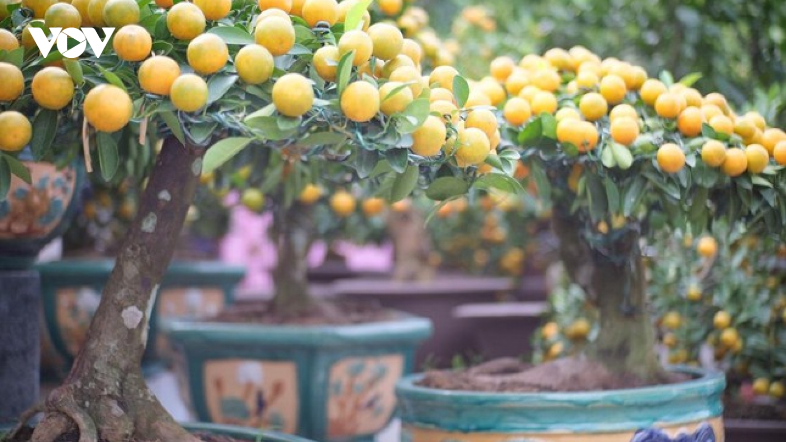 Cây kiểng, hoa tết xuống phố sớm, tiểu thương thăm dò sức mua