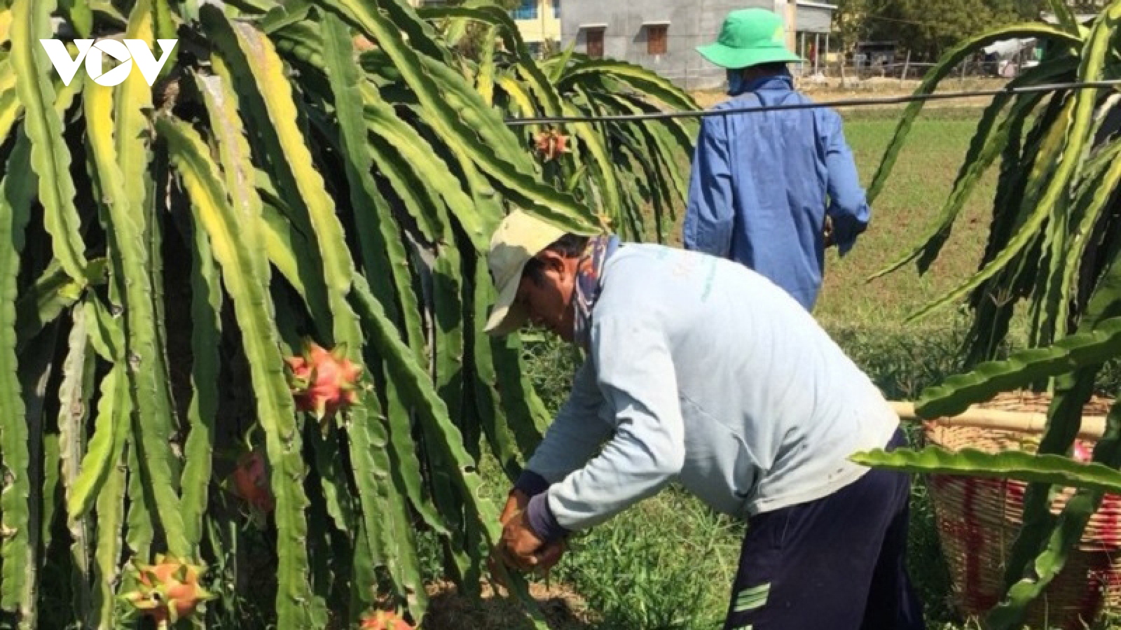 Giá giảm sâu, người trồng thanh long ở Bình Thuận gặp nhiều khó khăn