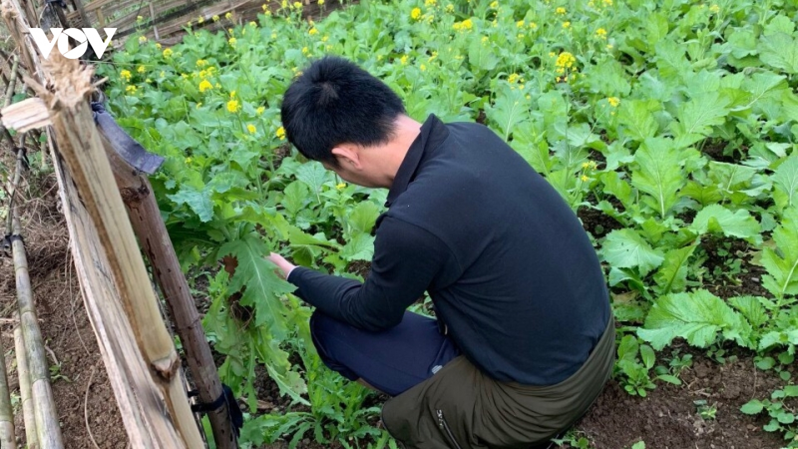Phát hiện trên 300 cây thuốc phiện trồng trong vườn rau