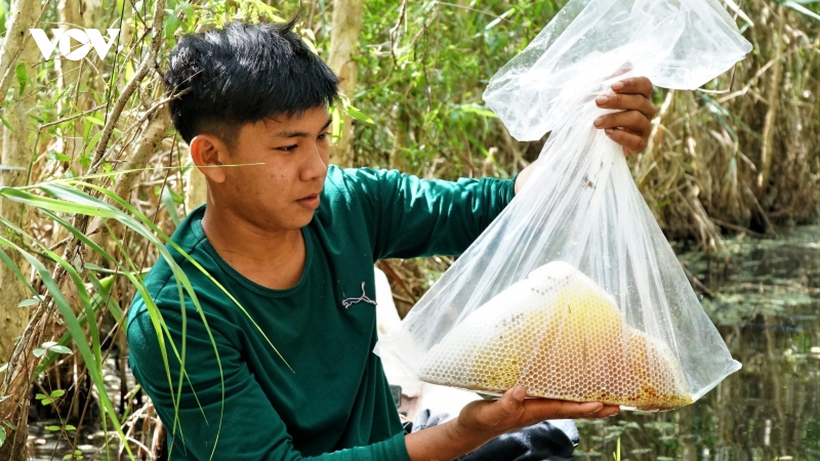 Dùng Youtube phát triển nghề "ăn ong" nơi đất rừng U Minh hạ