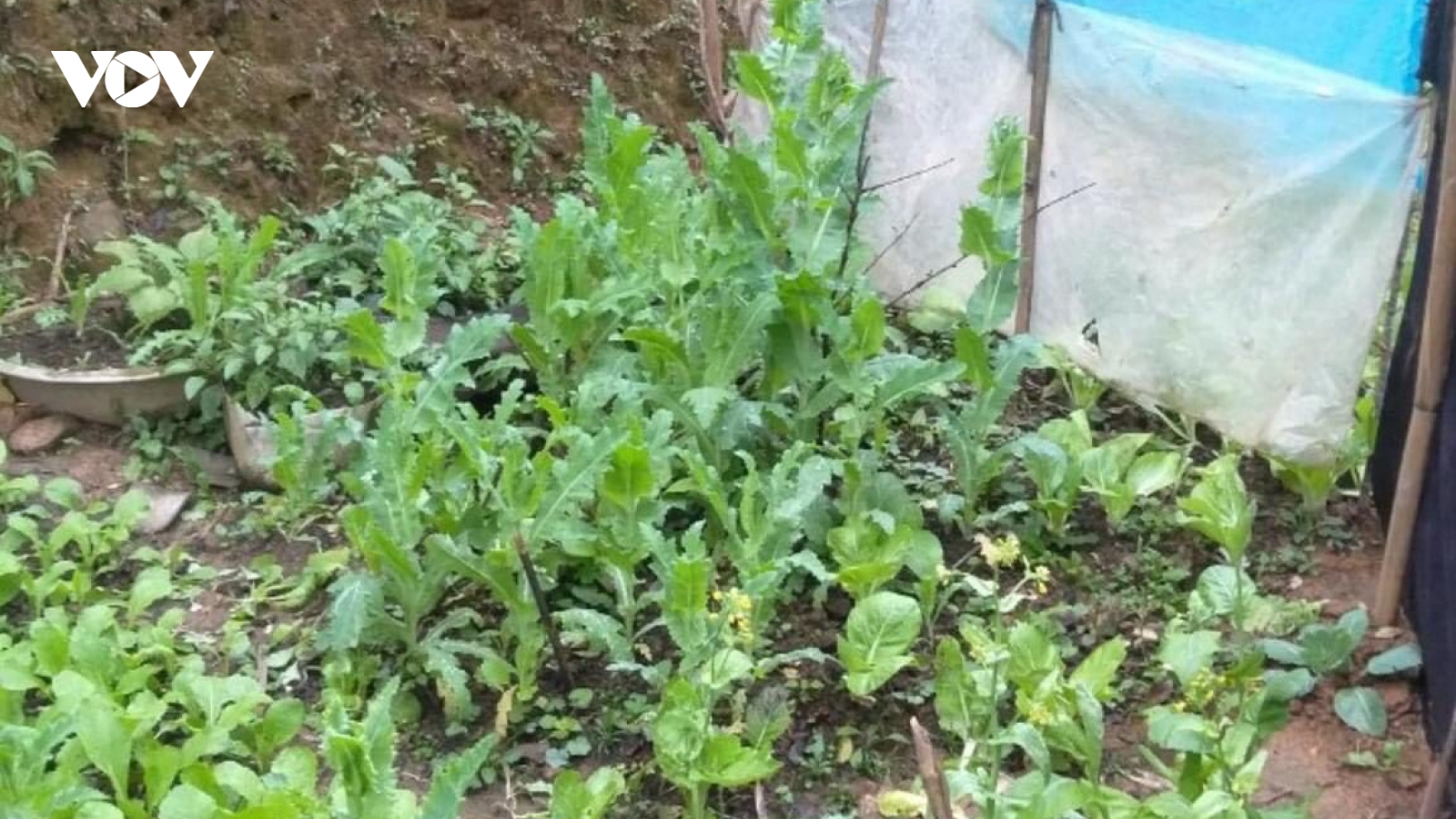 Trồng hàng trăm cây thuốc phiện giữa vườn rau