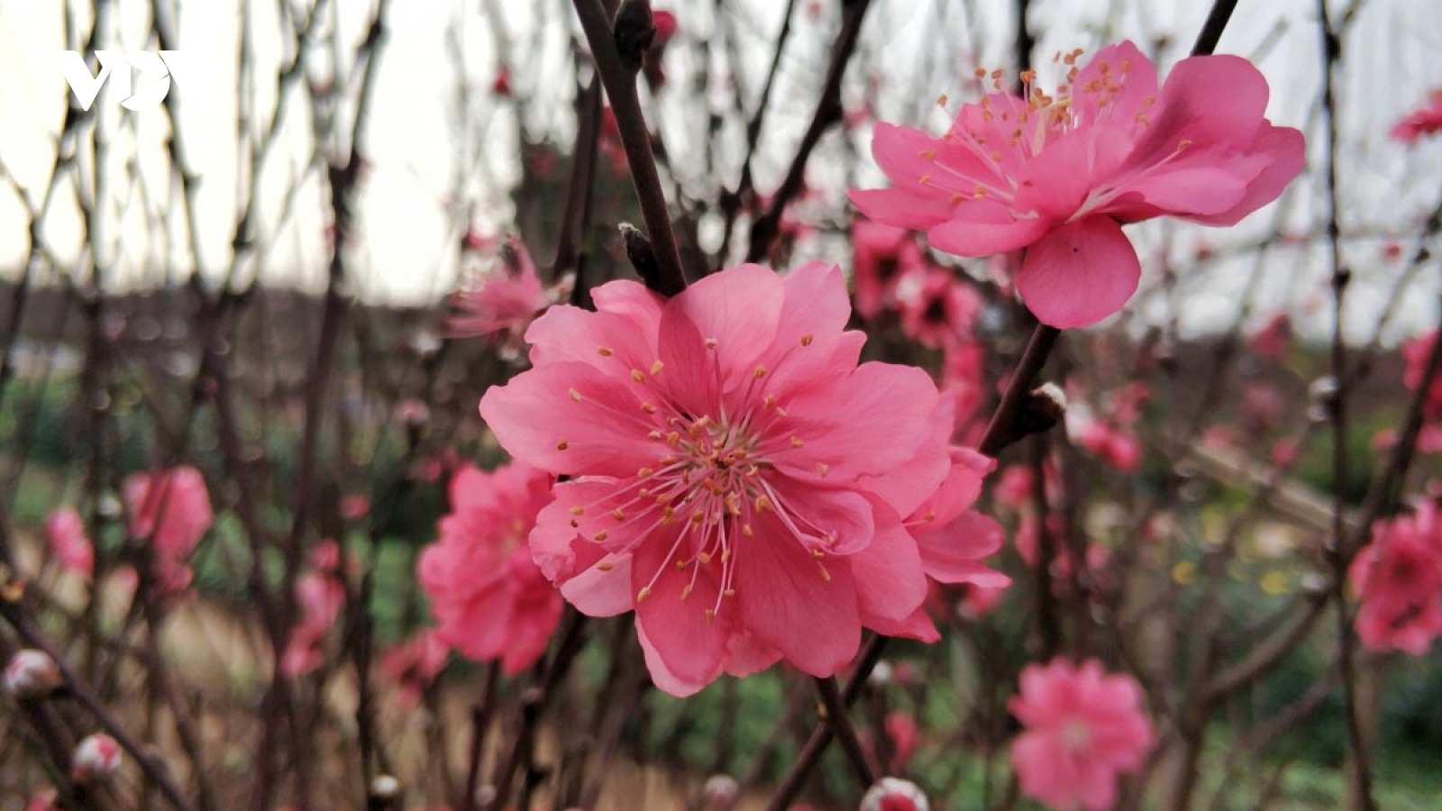 Peach and kumquat villages around Hanoi bustling ahead of Tet