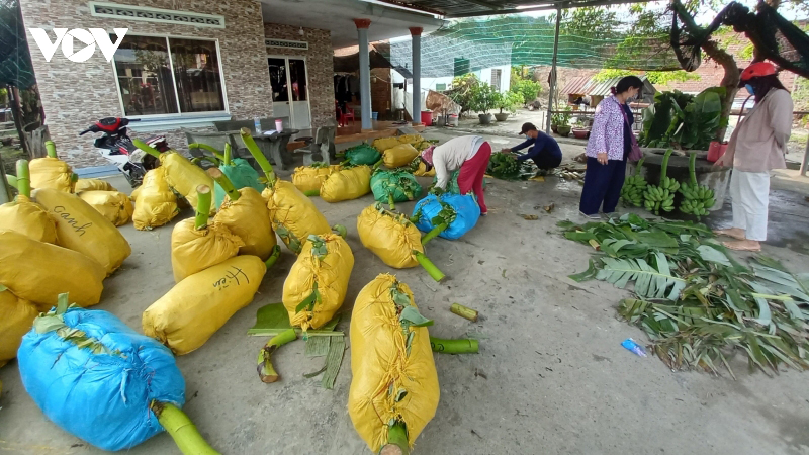 Chuối Tết ở Khánh Hòa khan hàng, tăng giá