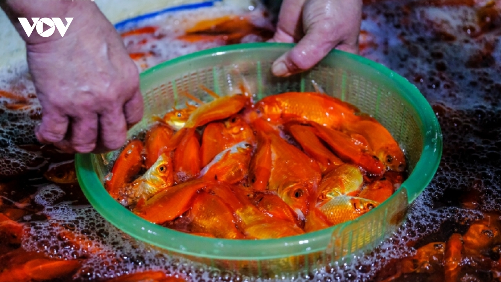Cá chép tăng giá mạnh trong ngày tiễn ông Công, ông Táo lên trời