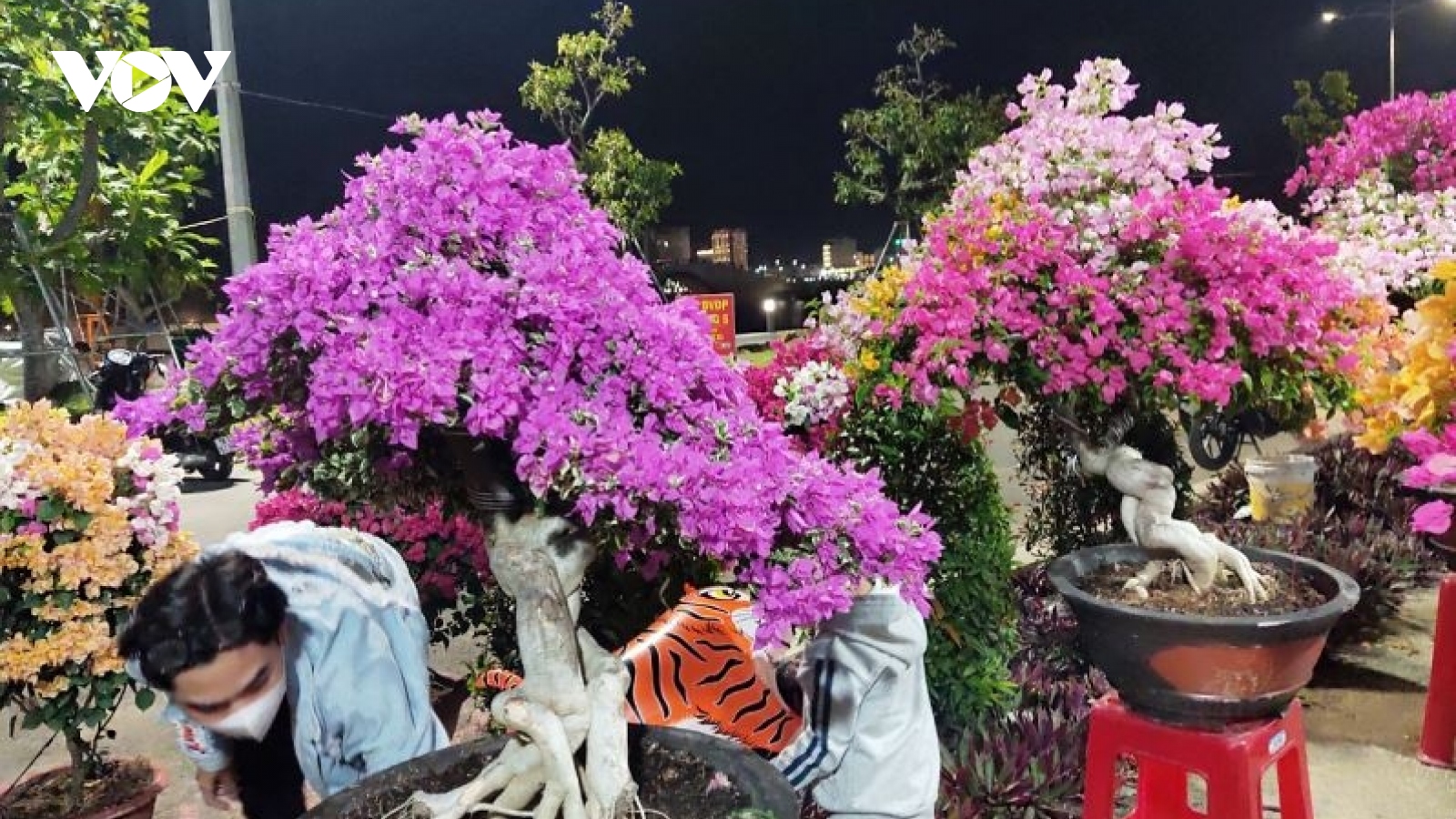 Khai mạc chợ hoa Tết thành phố Tuy Hoà