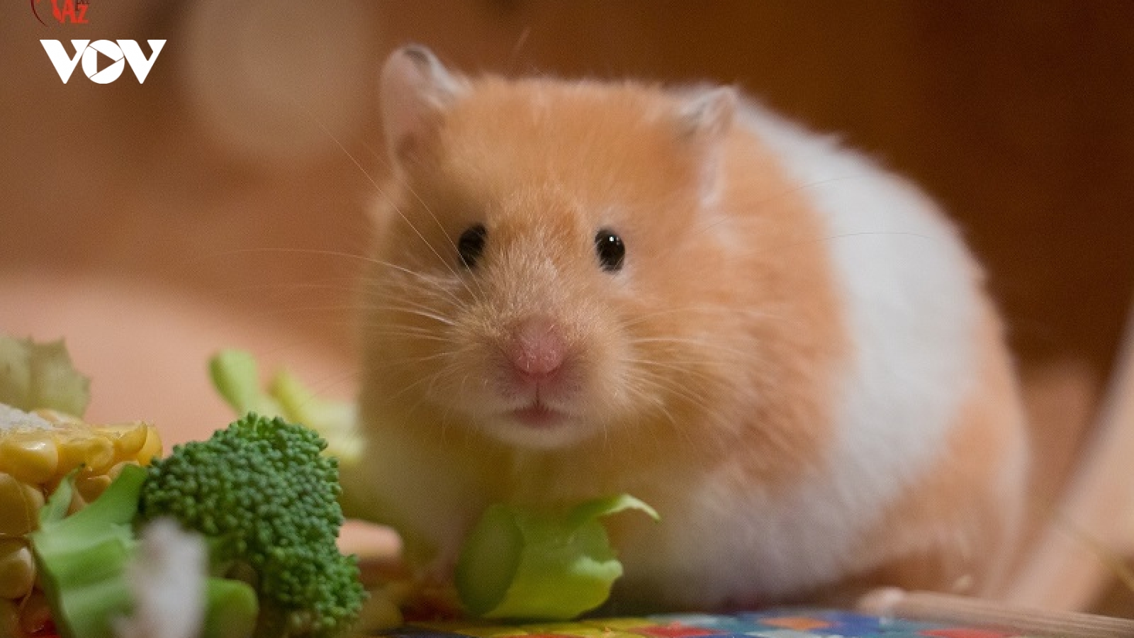 Hong Kong (Trung Quốc) tiêu hủy hơn 2.000 con chuột hamster mắc Covid-19