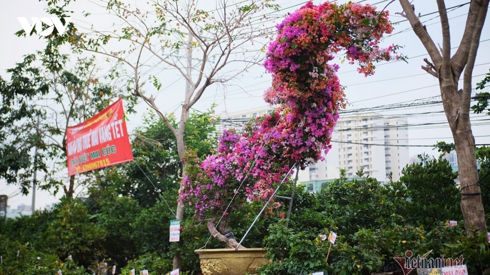 Độc bản Tết 2022: Hoa giấy dáng rồng giá 250 triệu đồng