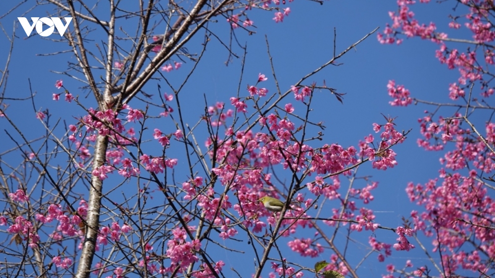 Lãng mạn mùa hoa tớ dày