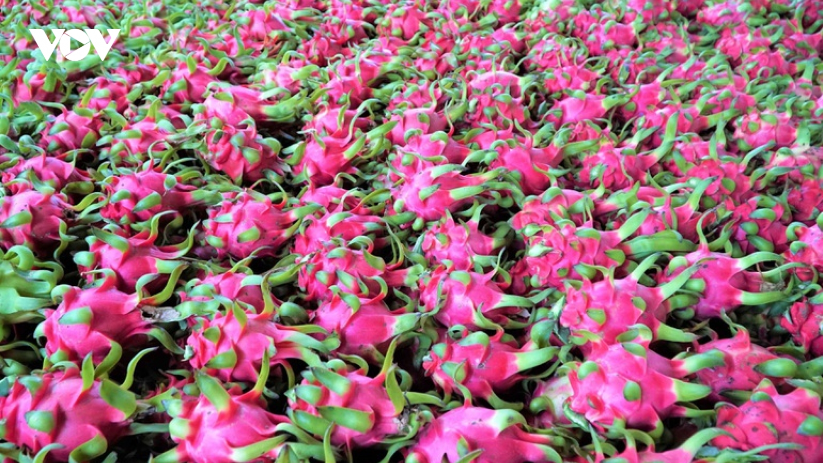 Người trồng thanh long điêu đứng vì giá rớt thê thảm