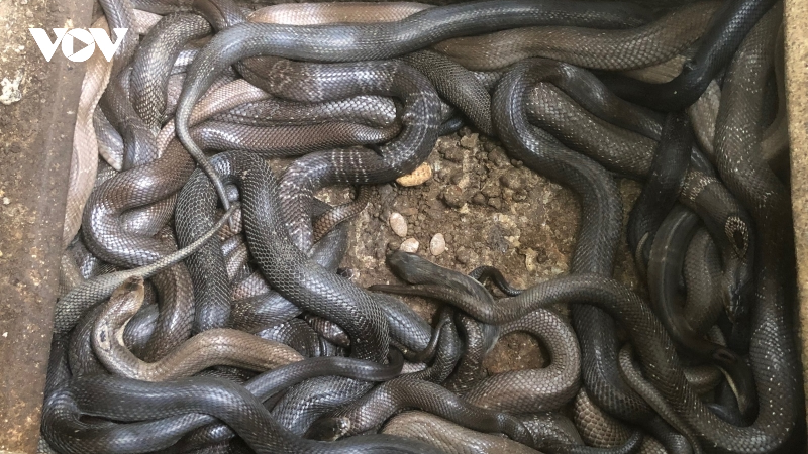 Mô hình nuôi rắn ráo trâu hiệu quả Phóng sự ảnh