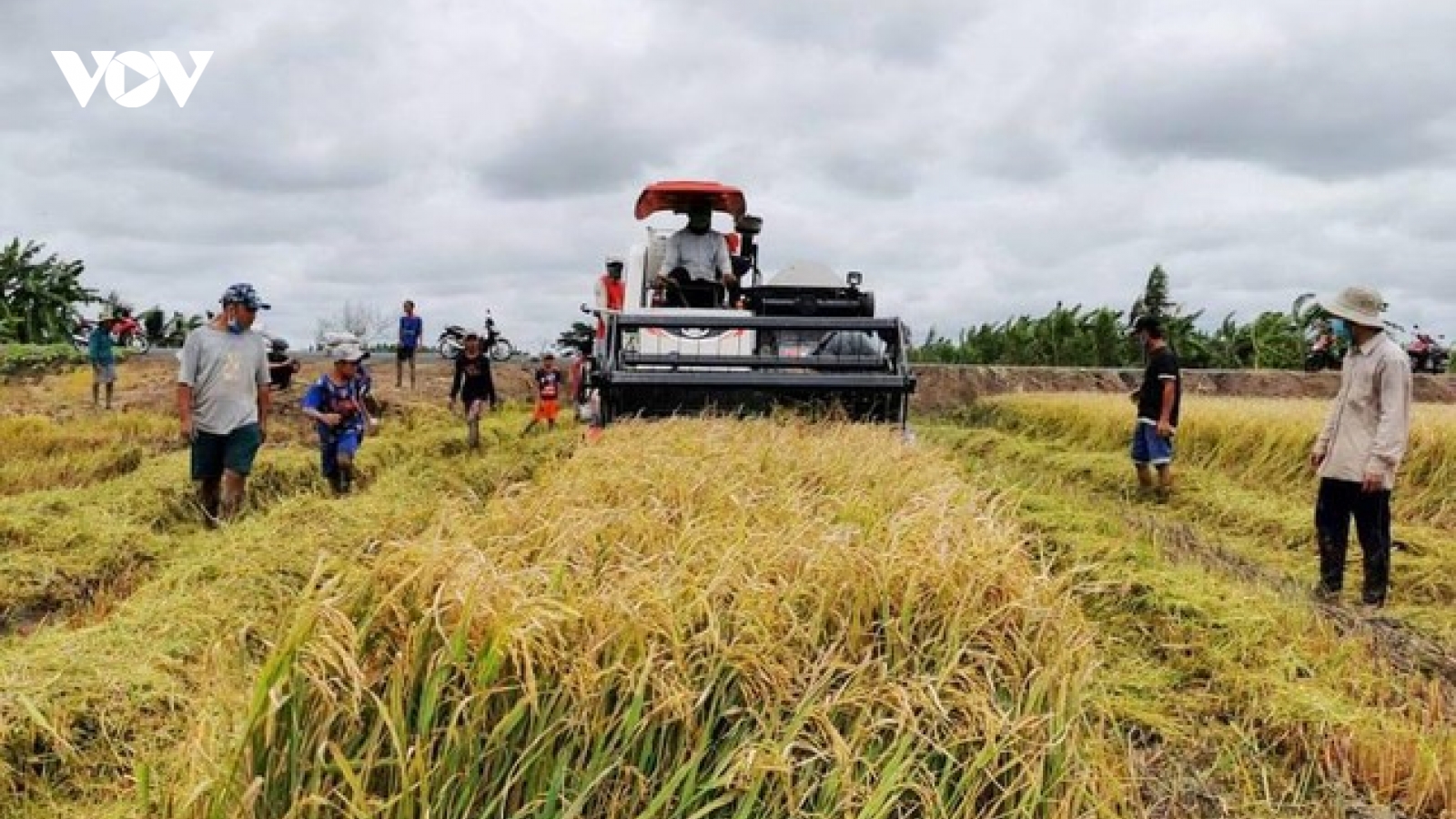 Điểm yếu nhất trong chuỗi giá trị lúa gạo là những người trồng lúa