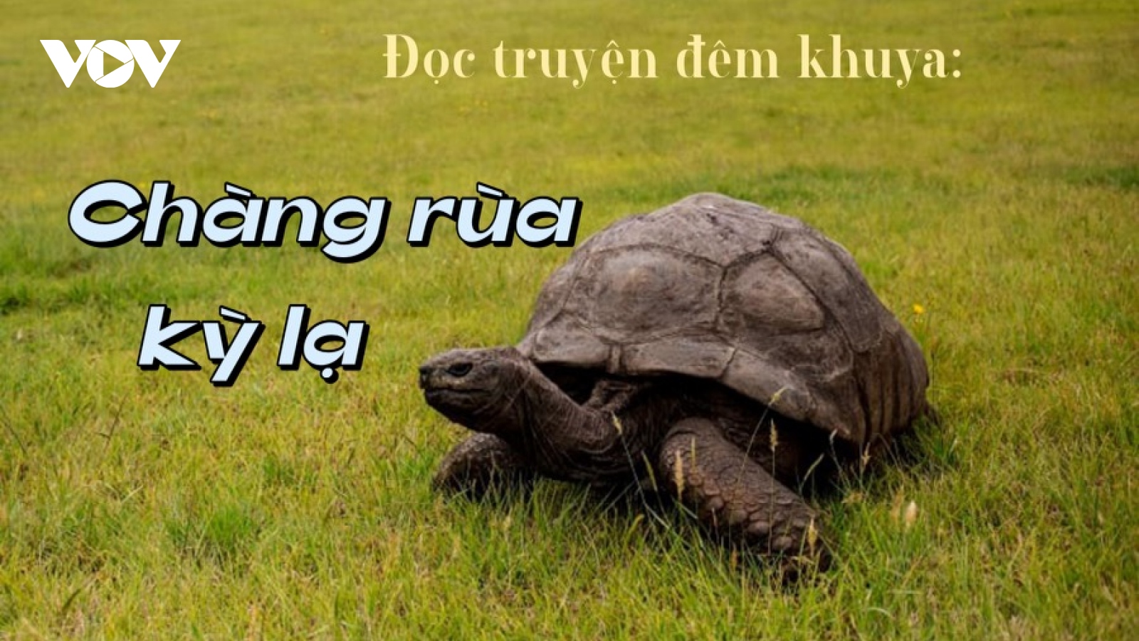 Truyện "Chàng rùa kỳ lạ"