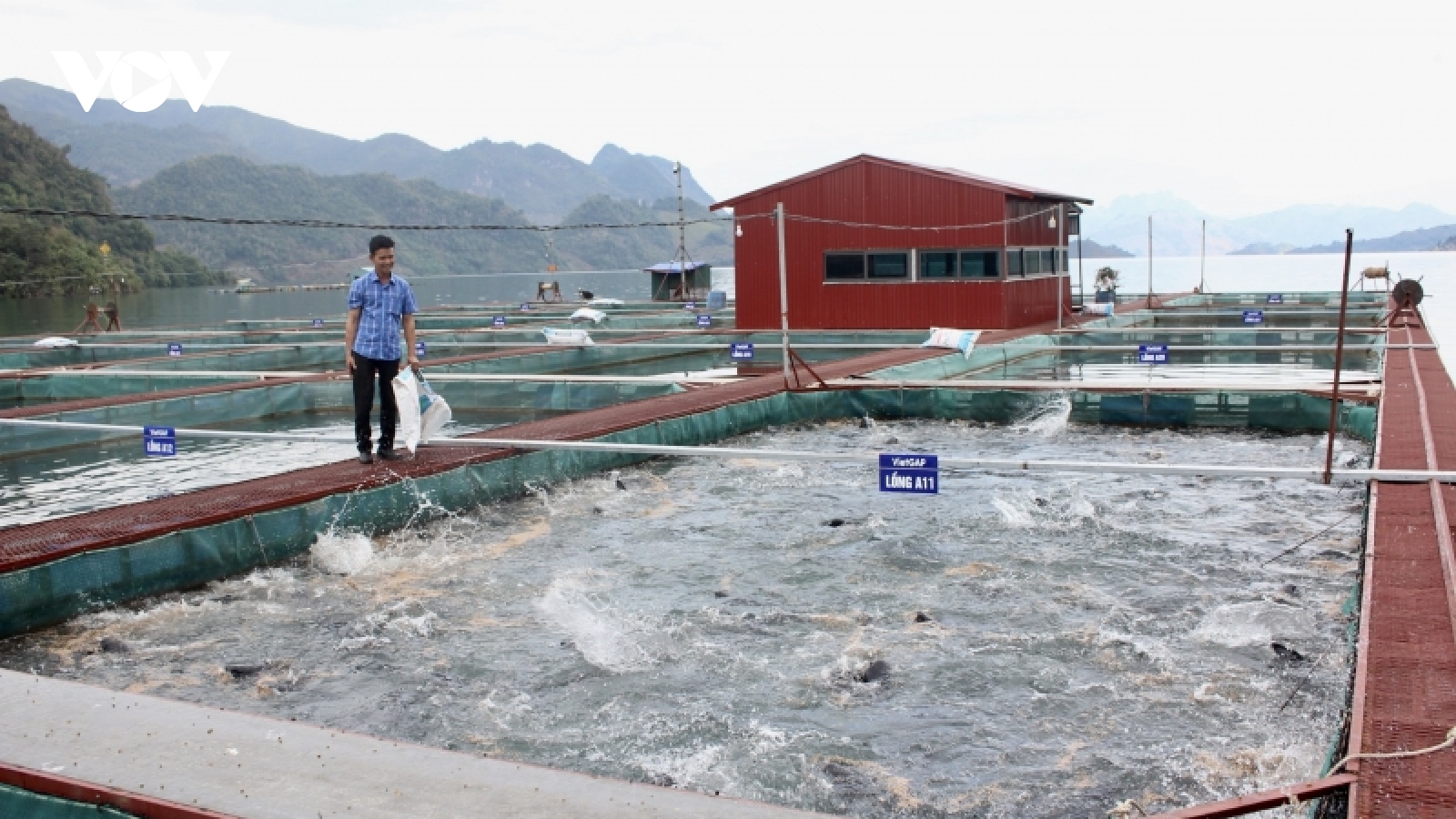 Chuyện “tăng cơ, giảm mỡ” cho cá ở lòng hồ thủy điện Sơn La