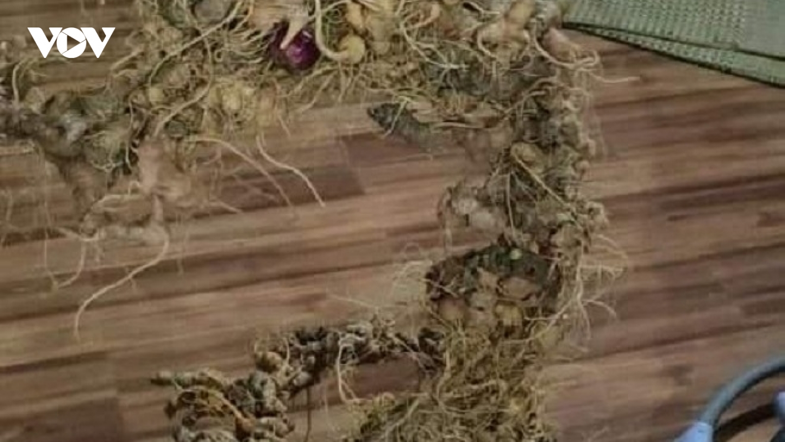 168 củ sâm Ngọc Linh được ghép thành hình rồng, giá gần nửa tỷ đồng