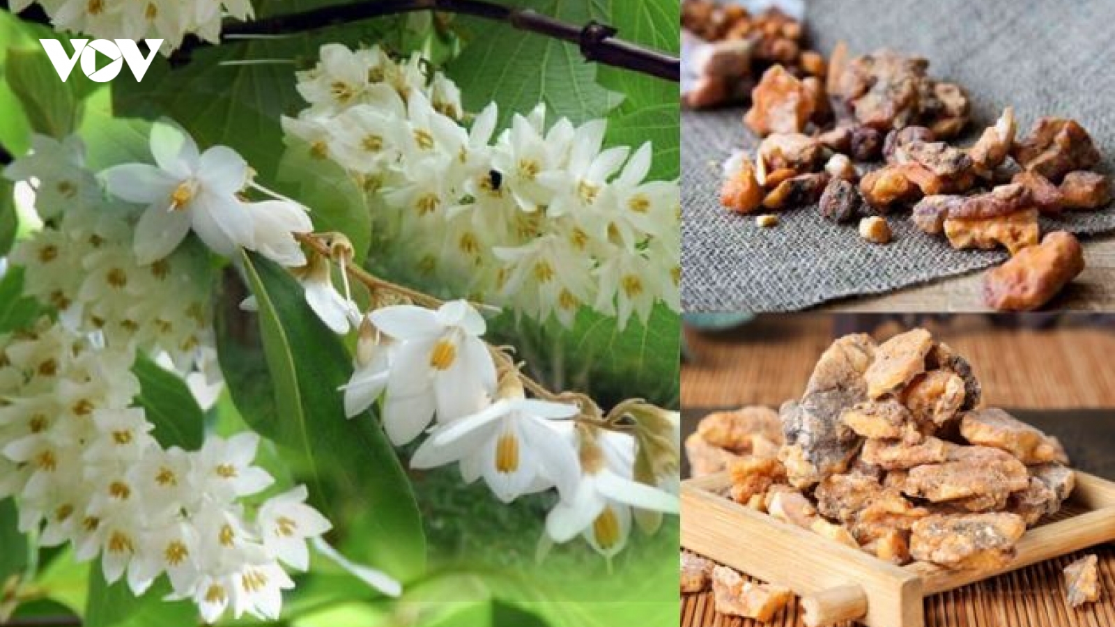Cánh kiến trắng – mỏ nguyên liệu giúp đồng bào dân tộc miền núi thoát nghèo