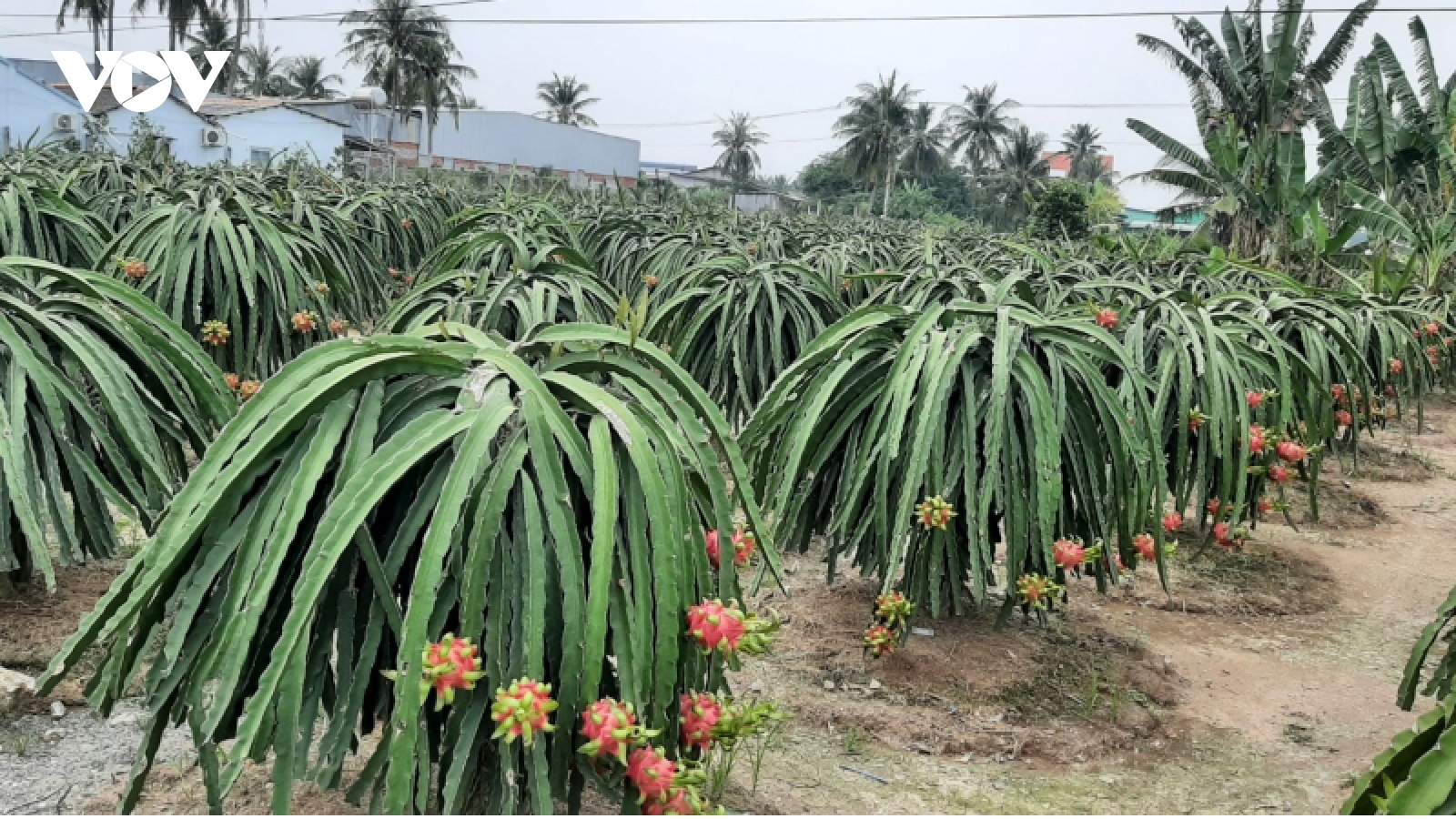 Tránh “tắc biên” cần khẩn cấp kết nối tiêu thụ cho thanh long nghịch vụ