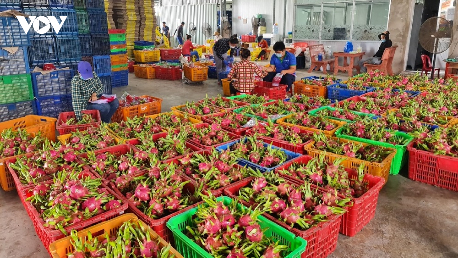 Trái thanh long Tiền Giang rớt giá, nhà vườn, doanh nghiệp âu sầu