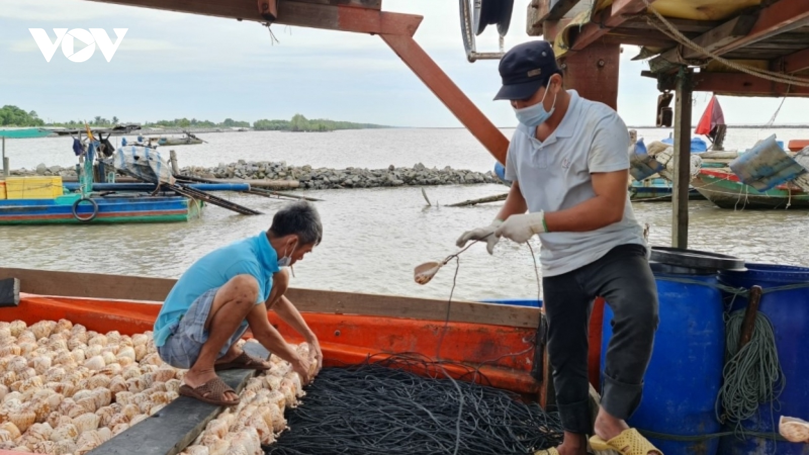 UBND tỉnh Cà Mau chỉ đạo làm rõ vụ mất trộm vỏ ốc bẫy mực ở vùng biển Tây
